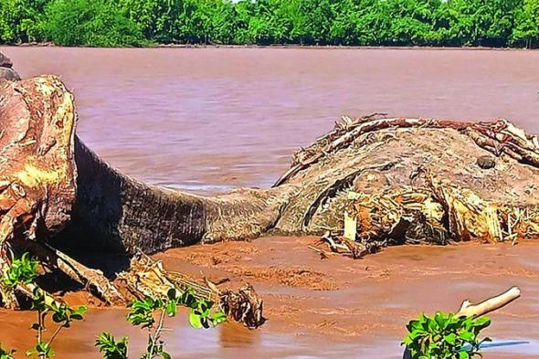 الامارات | الفيضانات تقتلع شجرة عملاقة عمرها 800 سنة في كينيا
