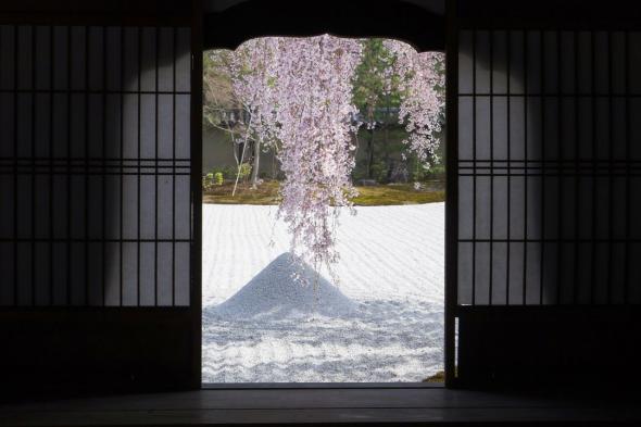 اليابان | أشجار الساكورا في كيوتو... شجرة ساكورا واحدة تزين حديقة معبد كودايجي