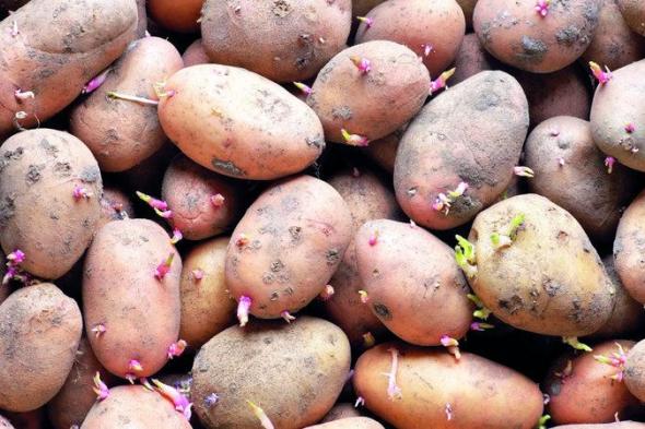 الامارات | خبراء ألمان يحذرون من «البطاطس السامة»: انتبهوا إلى طريقة التخزين