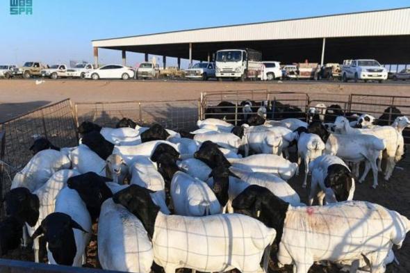 فسح 856,438 ألف رأس من الماشية خلال 20 يومًا لتلبية الطلب بموسم الحج