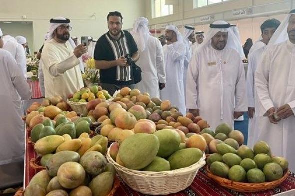 انطلاق مهرجان خورفكان للمانجو