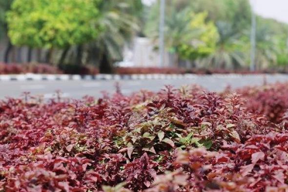 العين تتجمل بـ 6 ملايين زهرة