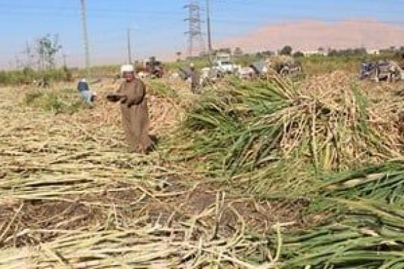 وزارة الزراعة: تقديم خدمات ونصائح لمزراعى المحاصيل الاستراتيجية بالأقصر