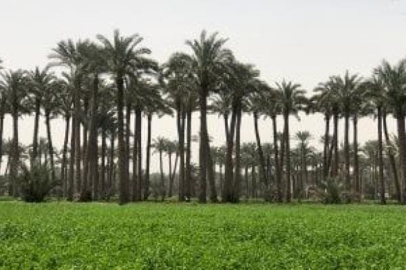 مركز المناخ: هناك تأثيرات للتذبذبات فى درجات الحرارة على المحاصيل