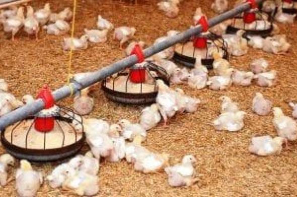 باحثة: نجاح تربية الدواجن يعتمد على التغذية السليمة والمعلومات الدقيقة