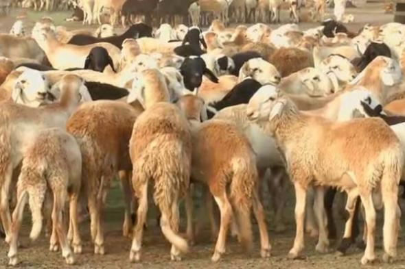 زراعة الخرطوم ومنظمة الفاو تنفذان حملة تطعيم الماشية بولاية الخرطوم