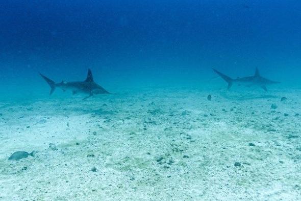 مؤتمر عالمي يناقش حماية الحياة البرية في سمرقند الأوزبكية