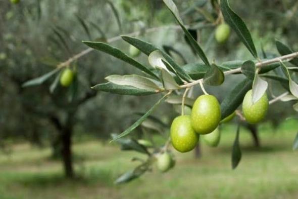 لبنان | لجنة الزيتون تحذر من الغش واستيراد الزيت وتطالب بإجراءات صارمة لحماية الإنتاج اللبناني
