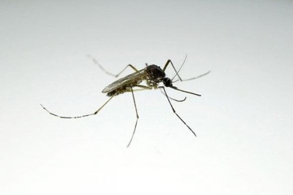 البرازيل توافق على أول لقاح بجرعة واحدة ضد حمى الضنك في العالم