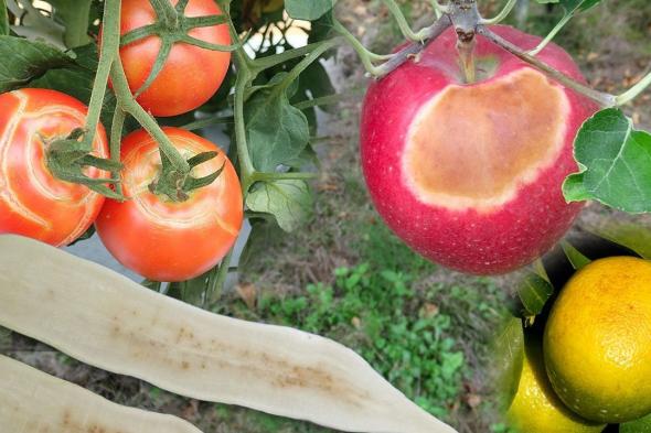 اليابان | محاصيل اليابان على المحك… الحرارة المرتفعة تهدد الإنتاج والجودة!