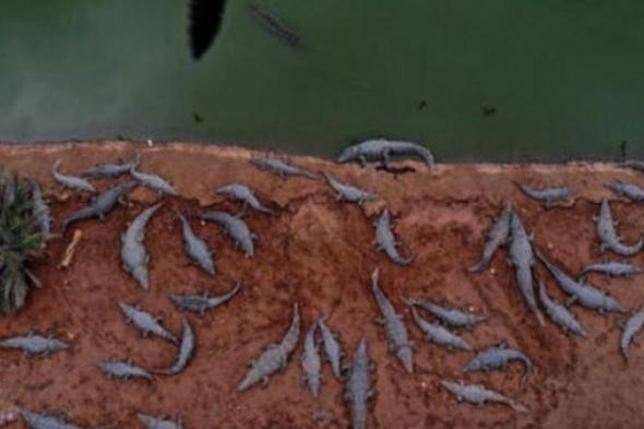 "مجزرة تماسيح" بالضفة الغربية وإسرائيل: خفنا من هجوم