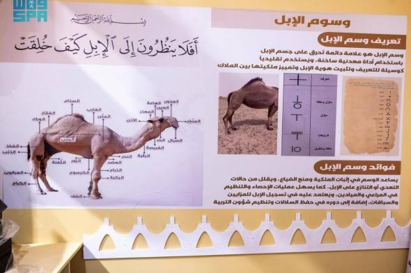 جمعية الإبل بمنطقة نجران تشارك 
في مهرجان الملك عبدالعزيز للإبل