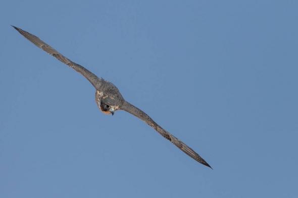 160 صقرًا للملاك المحليين تتنافس على 12 كأسًا بمهرجان الملك عبدالعزيز للصقور 2025