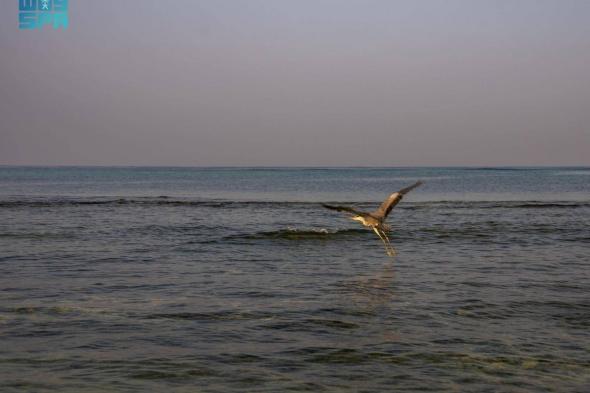 مركز الحياة الفطرية يطلق
63 طائرا بحريا في كورنيش جدة