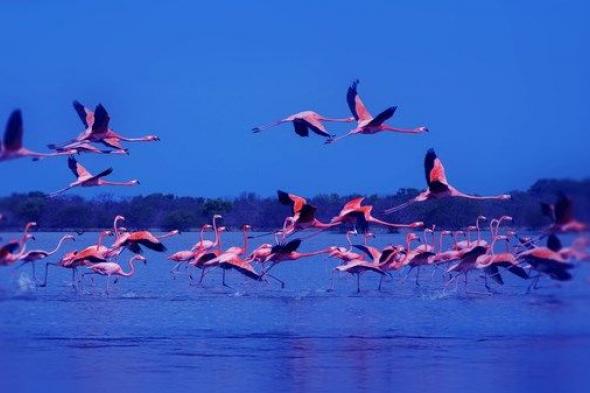 وجهات عصرية ومحميات طبيعية ومعالم تراثية تعزز الجذب السياحي في عجمان