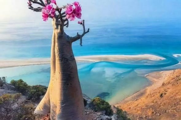 السعودية تفكك أكبر قاعدة تجسس إسرائيلية في المحيط الهندي