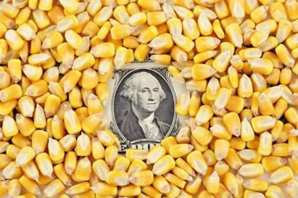 أسعار الذرة تحت الضغط مع تهديد الطقس للإمدادات في البرازيل