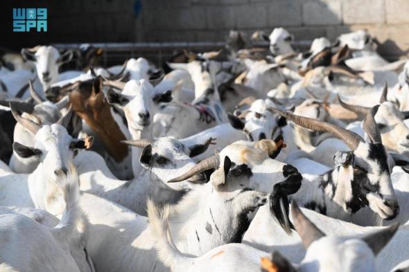 أسواق الماشية في جازان تشهد وفرة في المعروض وإقبالا متزايدا