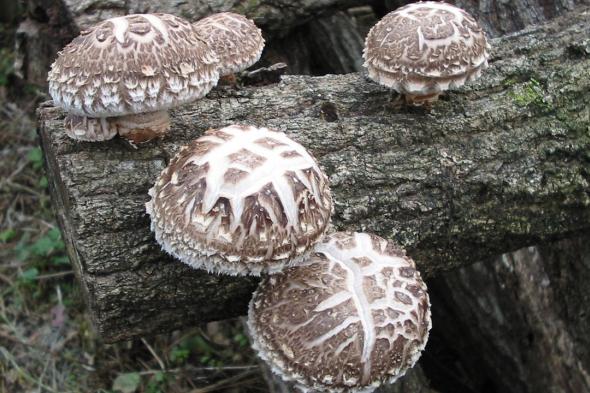 اليابان | شيتاكي... سرّ الطعم العميق في المطبخ الياباني