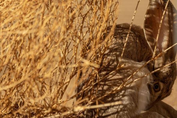 محمية الأمير محمد بن سلمان الملكية تعيد توطين الأرنب العربي