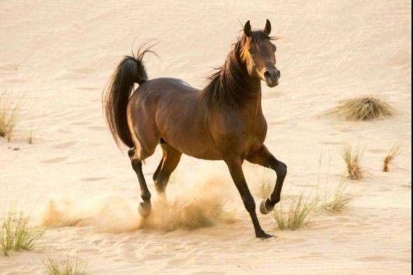 من الصحراء إلى المنصات العالمية.. الخيل العربي يعكس عمق التراث السعودي