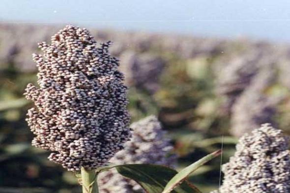 إرتفاع وارد الذرة مع انخفاض في اسعارها بسوق القضارف