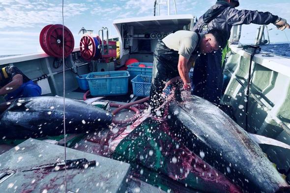 اليابان | في أعماق اليابان.. رحلة إلى كنز «الماس الأسود» وصيد التونة الأسطوري