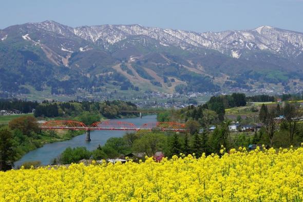 اليابان | حين تتفتح اليابان… دليل أفضل مواقع الزهور في الربيع