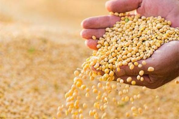 ارتفاع أسعار الحبوب بالتوازي مع النفط مع تراجع آمال انتهاء سريع للحرب مع إيران