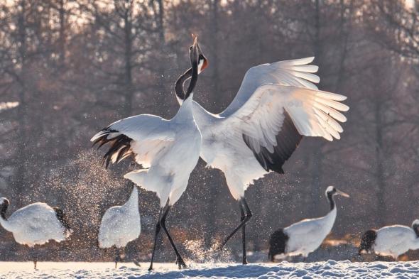 اليابان | اليابان: طائر الكركي ذو التاج الأحمر يخرج من قائمة الأنواع المهددة بالانقراض