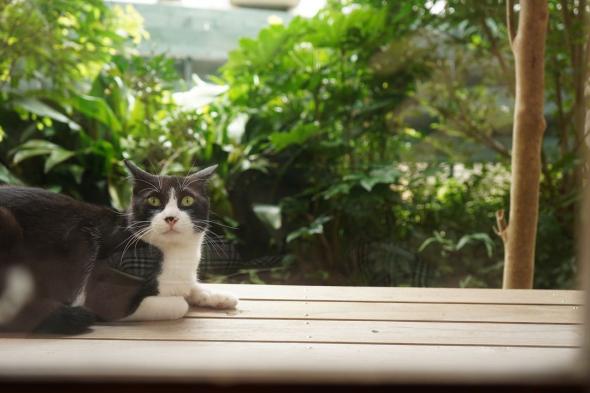 اليابان | القط الذي شكّل انطلاقة الأدب الياباني الحديث