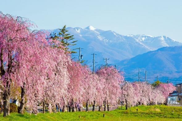 اليابان | في اليابان: متعة الساكورا لا تنتهي… أزهار متدلية ومزدوجة حتى أواخر الربيع
