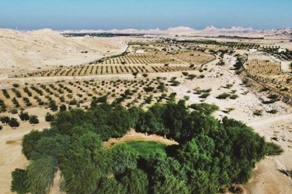 بلدية العين تستعرض مشروع تطوير أشجار الفواكه