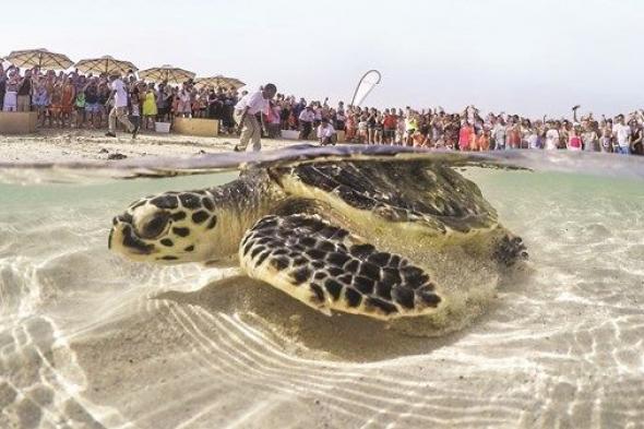 انطلاق موسم تعشيش سلاحف «منقار الصقر» في أبوظبي