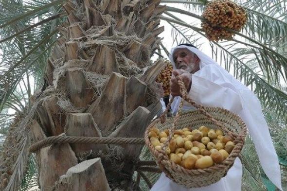 من موسم الرطب إلى موسم التمور.. أهداف مشتركة لصون الموروث الزراعي